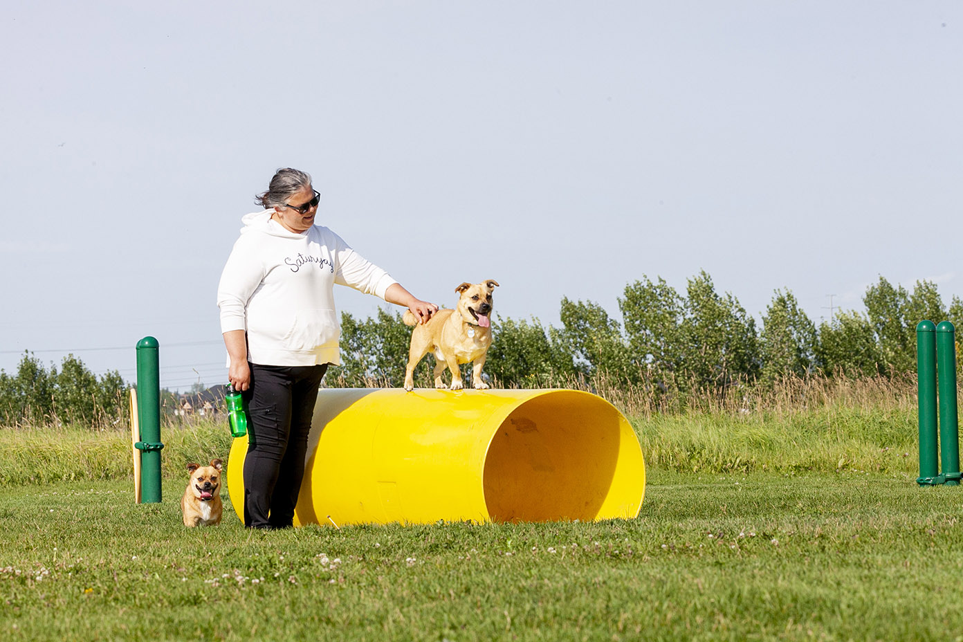 Small tan dog on top of a bright yellow tube in the agility part of Oxbow Off Leash park