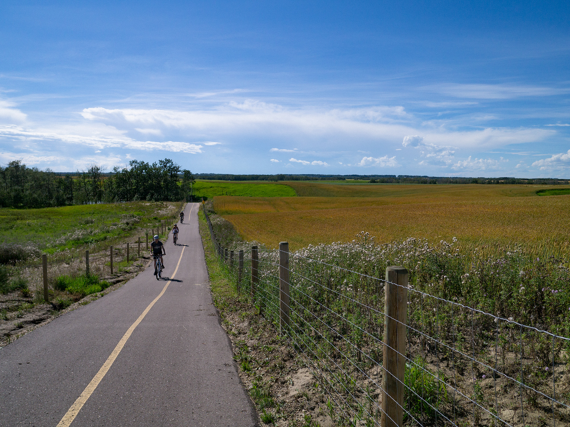 Cyclists riding the paved trail between fields on the way to Lacombe from Blackfalds