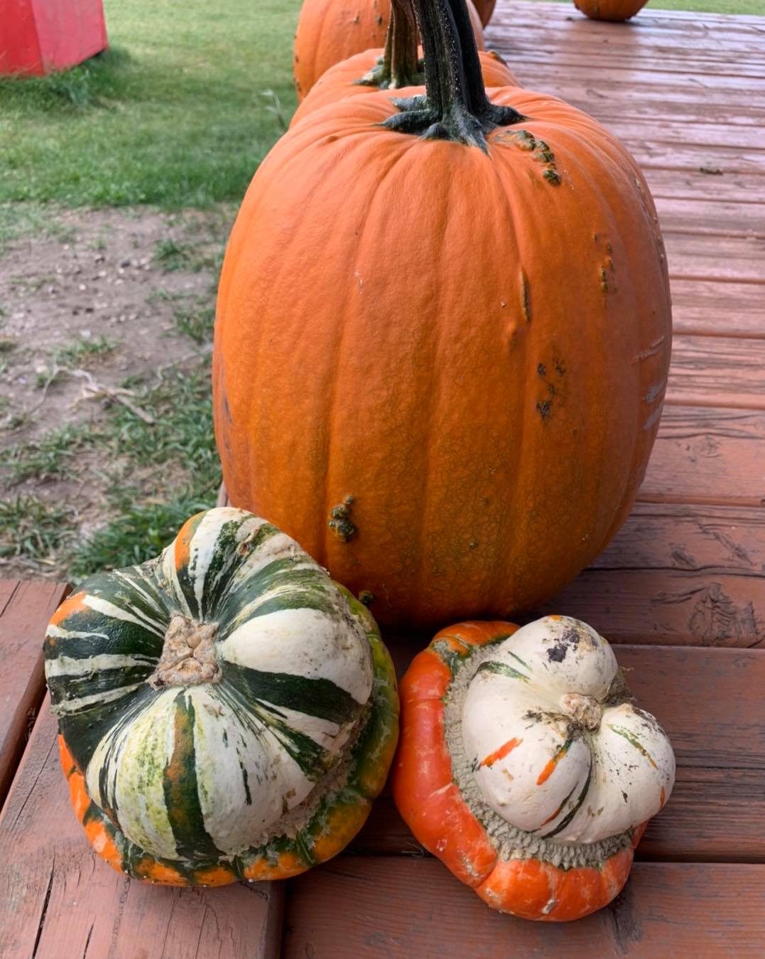 Image of pumpkins and fall