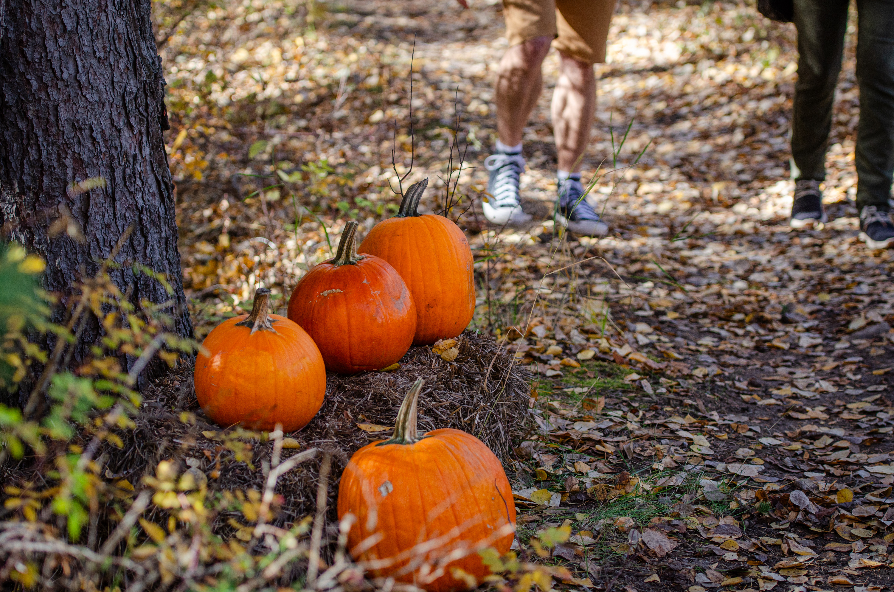 Image of a pumpkin patch