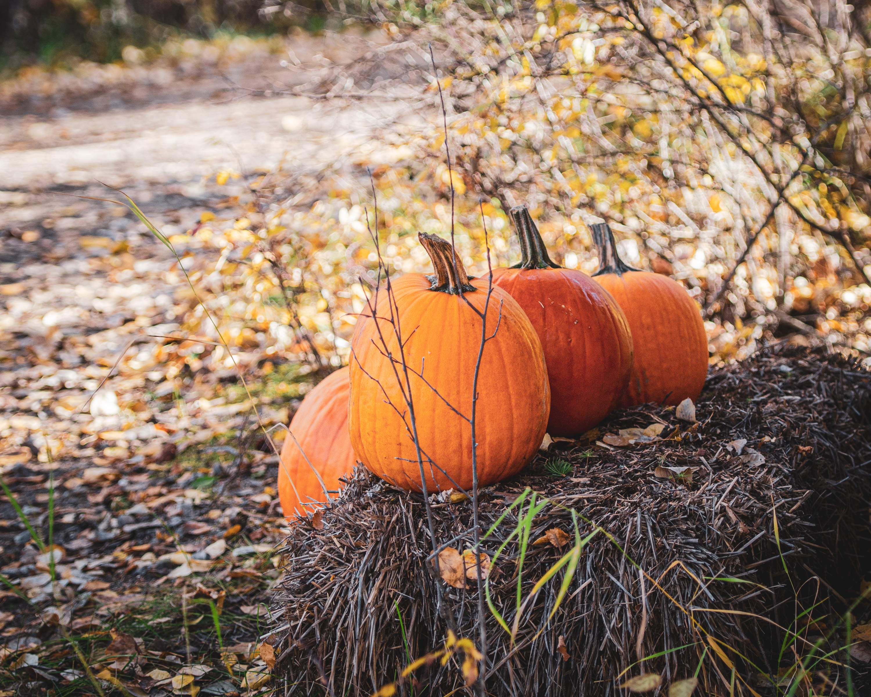 Image of pumpkins at Heritage Ranch 